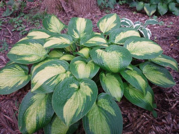 PARADIGM(Hosta of the Year 2007) - Click Image to Close